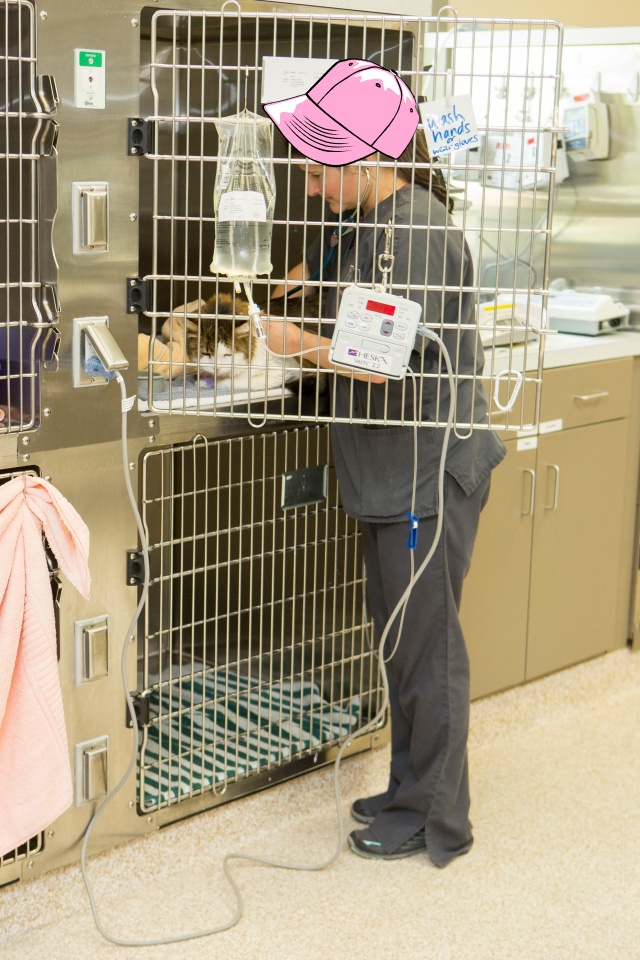National Veterinary Technician Week
