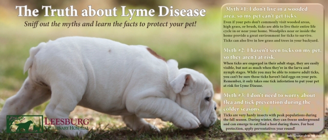 Lyme Disease Deer Ticks Mid-atlantic