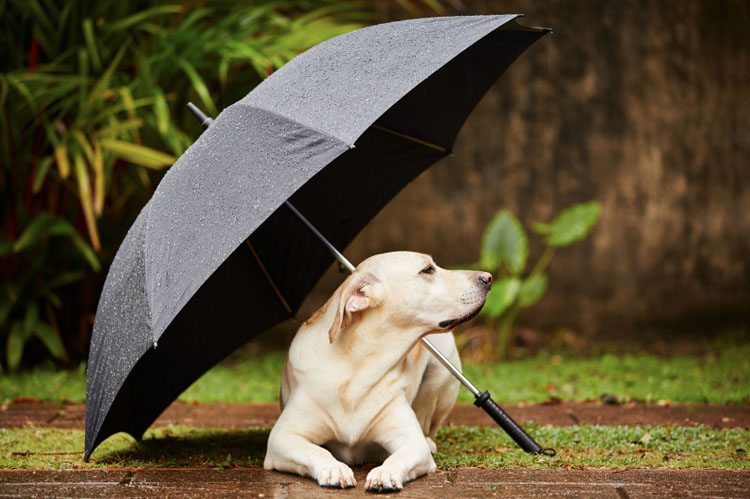 Rainy spring weather mosquitoes heartworm disease