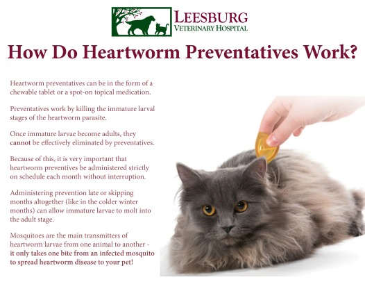 Heartworm Prevention
